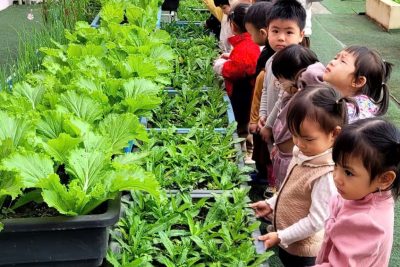 Hoạt động cho các bé lớp 2 tuổi A thăm quan của vườn rau của nhà trường được tổ chức rất vui tươi và bổ ích